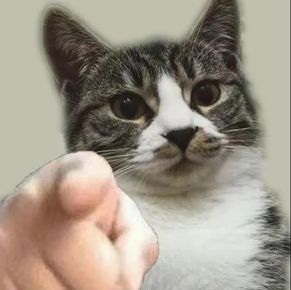 猫咪用手指人表情包图片