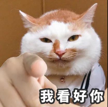 猫头指人表情包图片