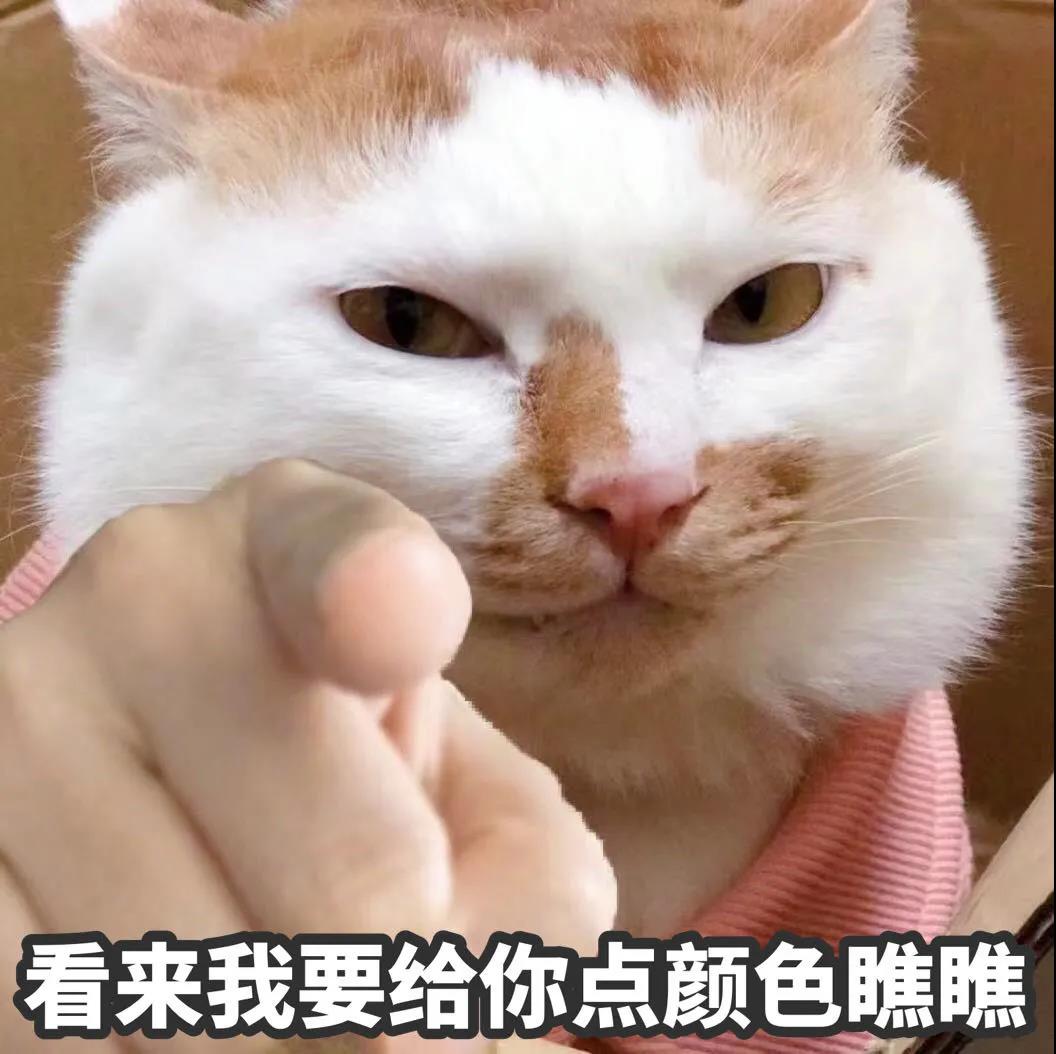 猫拿手指人头像图片