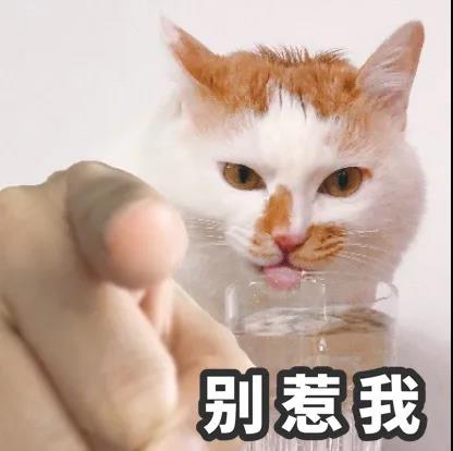 猫指人表情包原图图片